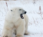 Polar bear